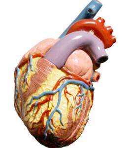 Maqueta dun corazón humano.